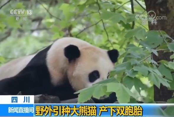 大熊猫“草草”今年17岁 已繁育6胎9仔 其中三对双胞胎
